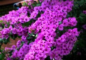 Primavera 01-12